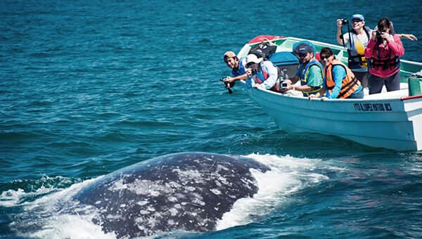 Sea Safari – Whale Watching