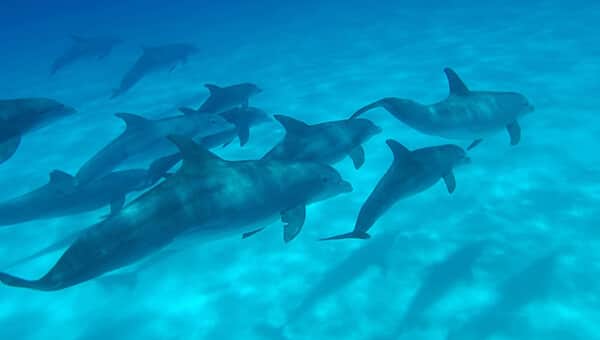 Delfines en su hábitat