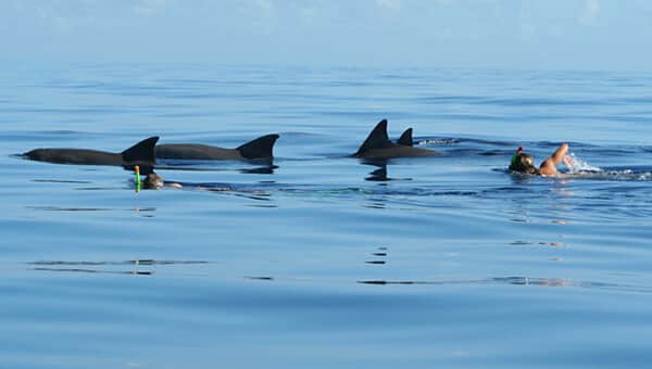 Delfines en su hábitat