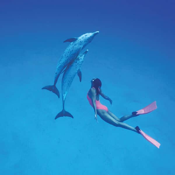 Swim with Wild Dolphins