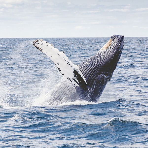 Avistamiento de ballenas