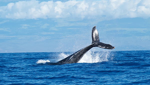 Avistamiento de ballenas