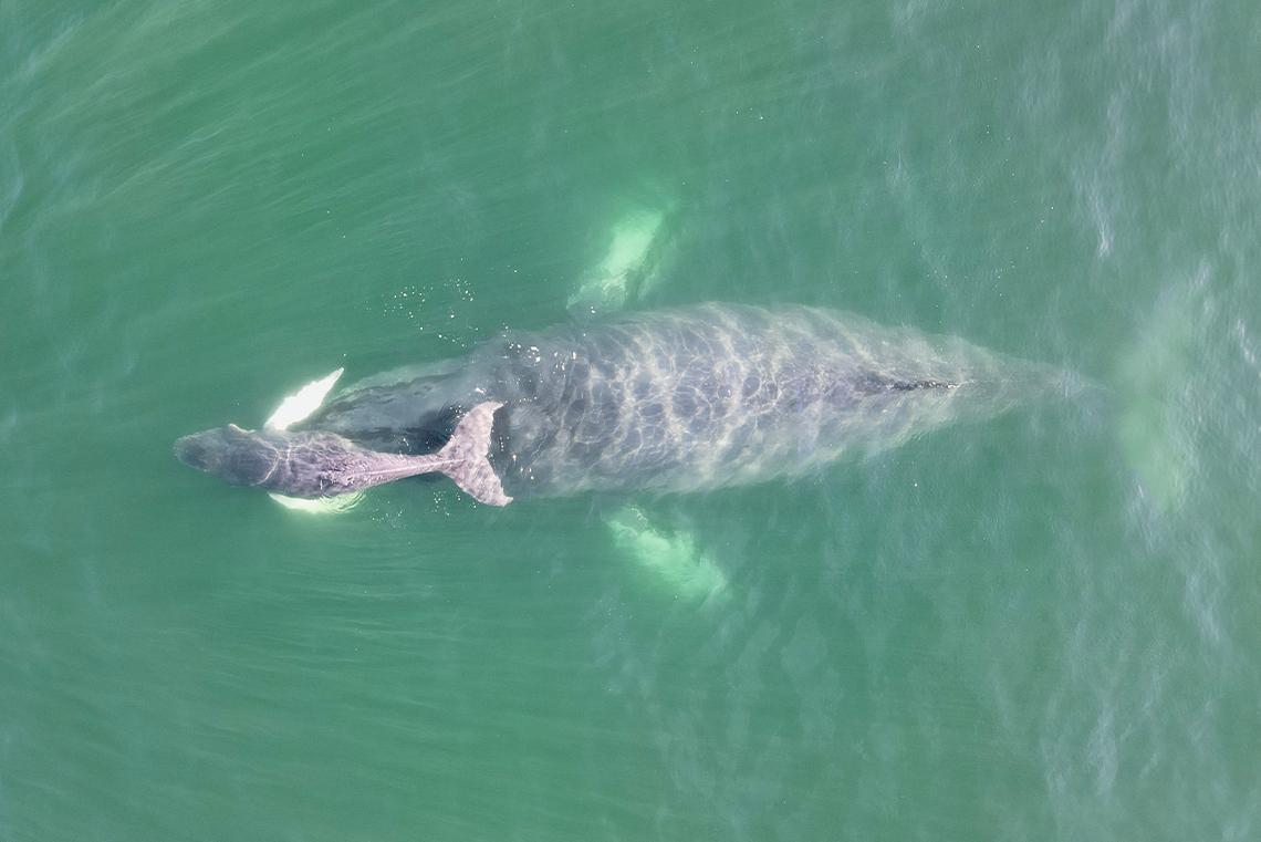 The magnificent humpback whales come to Banderas Bay