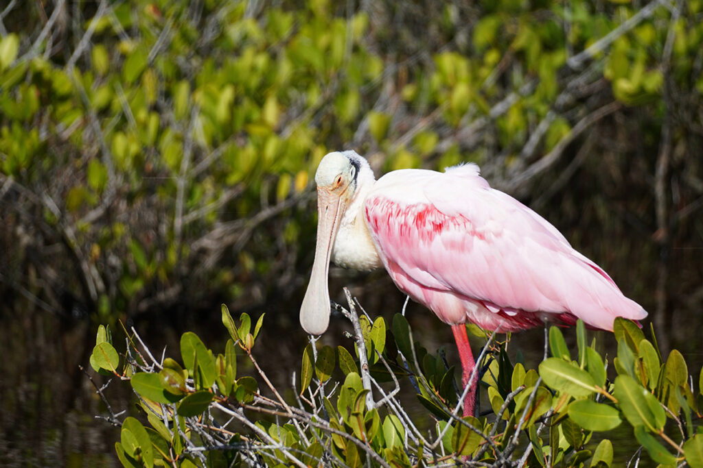 A roseate Spoonbill