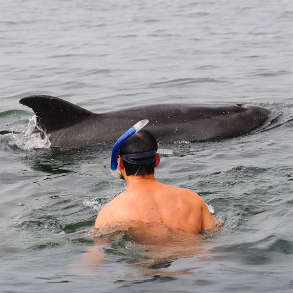 Wild Dolphin Excursion
