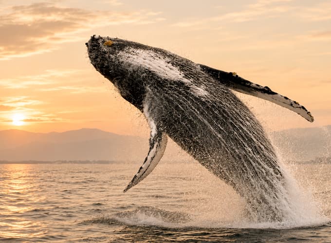 Discover Adventures at Xinalani Puerto Vallarta